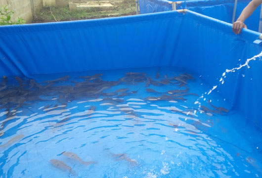 Fish-Farming